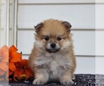 Small Photo #1 Pomeranian Puppy For Sale in EAST EARL, PA, USA