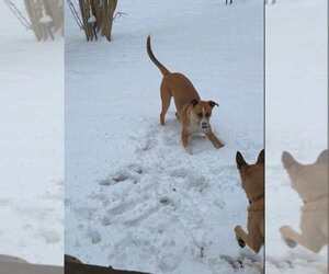 Great Dane-Labrador Retriever Mix Dogs for adoption in Scottsboro, AL, USA