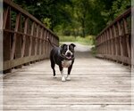 Small #8 American Bulldog-American Staffordshire Terrier Mix