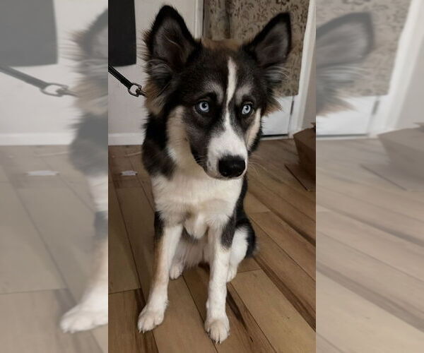 Medium Photo #1 Pomsky Puppy For Sale in Greenbelt, MD, USA