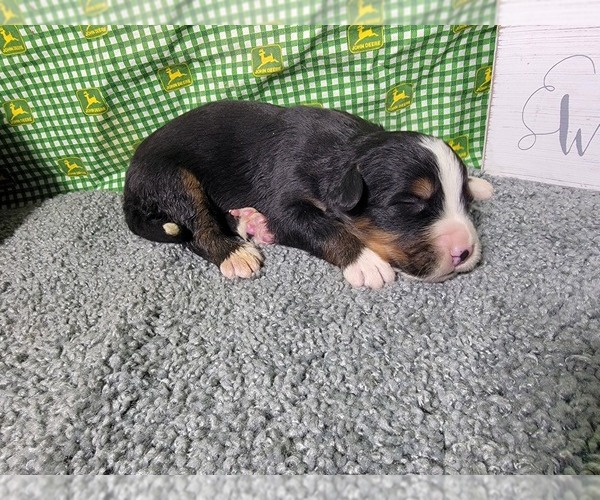 Medium Photo #19 Bernese Mountain Dog Puppy For Sale in BLACK FOREST, CO, USA
