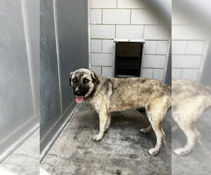 Anatolian Shepherd-Unknown Mix Dogs for adoption in Pearland, TX, USA