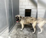 Small Anatolian Shepherd Mix