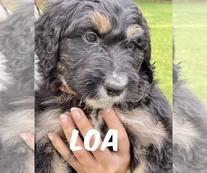 Aussiedoodle Puppy for sale in BERRIEN SPRINGS, MI, USA