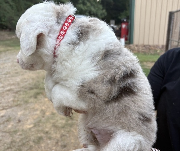Medium Photo #2 Miniature Australian Shepherd Puppy For Sale in BEEBE, AR, USA