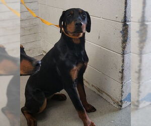 Doberman Pinscher Dogs for adoption in San Bernardino, CA, USA
