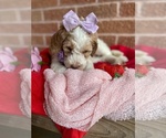 Small Photo #2 Goldendoodle Puppy For Sale in SHERMAN, TX, USA