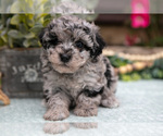 Puppy Hudson Poodle (Toy)