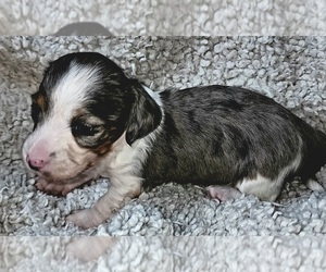 Dachshund Puppy for sale in LAKE PANAMOKA, NY, USA