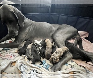 Great Dane Puppy for sale in RIVERVIEW, FL, USA