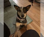 Small #9 Mutt