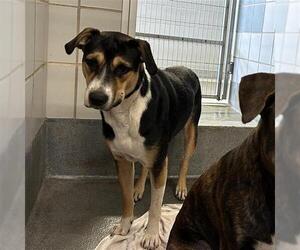 Mutt Dogs for adoption in San Antonio, TX, USA