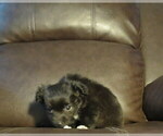 Small #25 Chihuahua