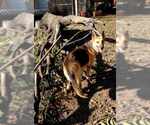 Small #2 German Shepherd Dog