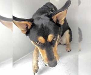 Australian Kelpie Dogs for adoption in Houston, TX, USA