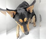 Small Australian Kelpie