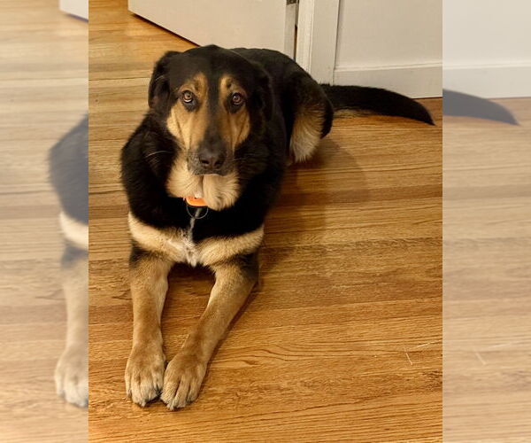 Medium Photo #33 Mutt Puppy For Sale in Brewster, NY, USA