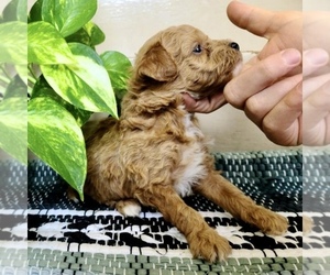 Poodle (Toy) Puppy for sale in CLARE, MI, USA
