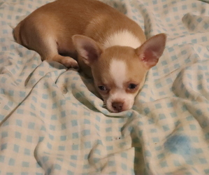 Chihuahua Dog for Adoption in GRAY, Louisiana USA