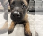 Small #81 Belgian Malinois