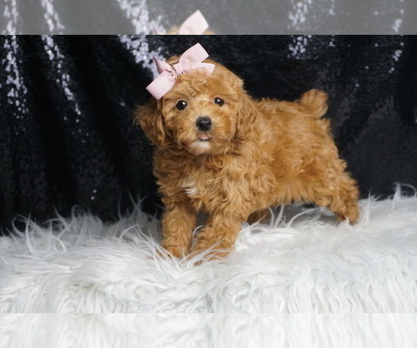 Medium Photo #1 Poodle (Toy) Puppy For Sale in WARSAW, IN, USA