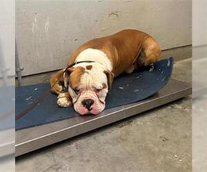 American Bulldog Dogs for adoption in Camarillo, CA, USA
