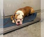UNO - Male American Bulldog Dog for Adoption - Small photo