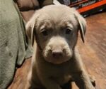 Puppy Puppy 4 Labrador Retriever