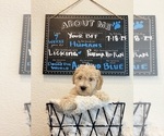 Puppy Puppy 4 Goldendoodle