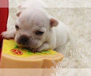 French Bulldog Puppy for sale in BELLAIRE, TX, USA