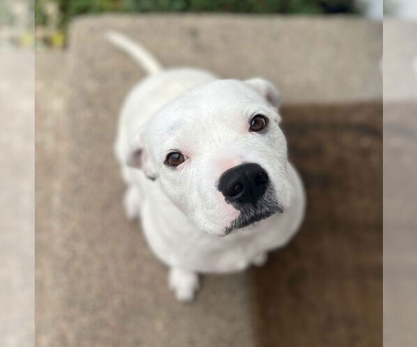 Medium Photo #6 American Bulldog-Unknown Mix Puppy For Sale in St. Louis Park, MN, USA