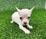 Small #7 Chihuahua