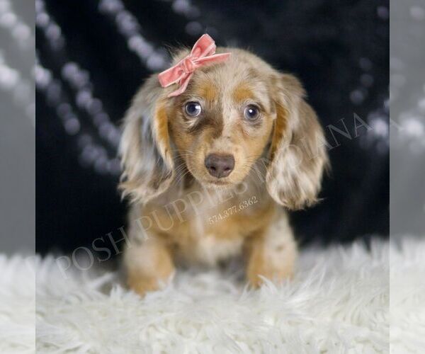 Medium Photo #3 Dachshund Puppy For Sale in WARSAW, IN, USA