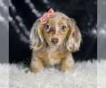Small #2 Dachshund