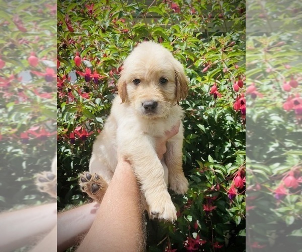 Medium Photo #2 Golden Retriever Puppy For Sale in CLOVERDALE, CA, USA