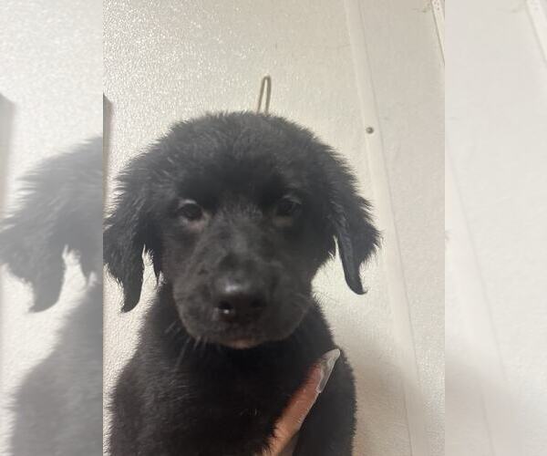 Medium Photo #1 Black and Tan Coonhound-Rottweiler Mix Puppy For Sale in Evansville, IN, USA