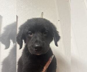 Black and Tan Coonhound-Rottweiler Mix Dogs for adoption in Evansville, IN, USA