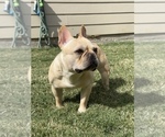 Small Photo #1 French Bulldog Puppy For Sale in BRYAN, TX, USA