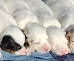 Puppy LuLu English Setter