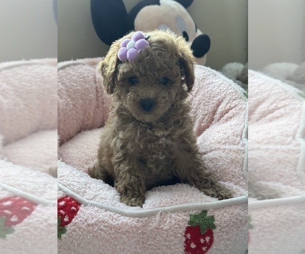 Medium Photo #21 Poodle (Toy) Puppy For Sale in NORTH HILLS, CA, USA