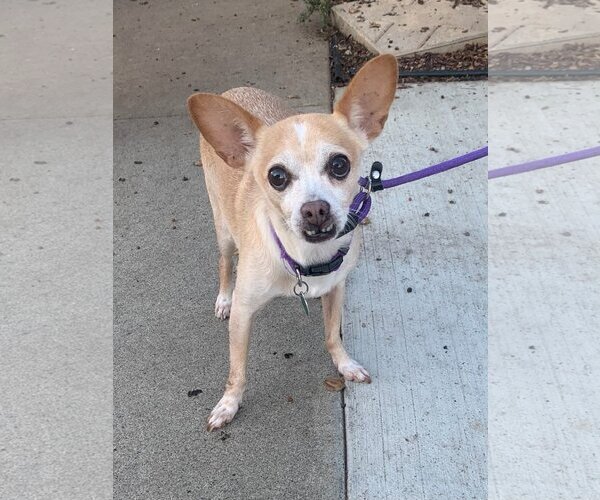 Medium Photo #1 Chihuahua-Unknown Mix Puppy For Sale in Newport Beach, CA, USA