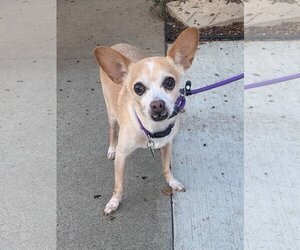 Chihuahua-Unknown Mix Dogs for adoption in Newport Beach, CA, USA
