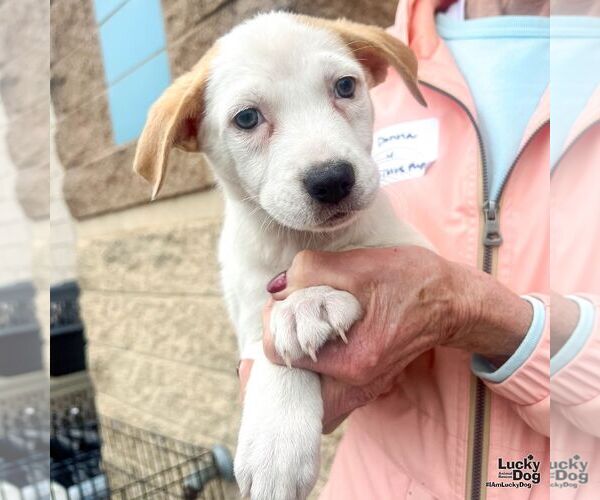 Medium Photo #4 Labrador Retriever-Unknown Mix Puppy For Sale in Washington, DC, USA