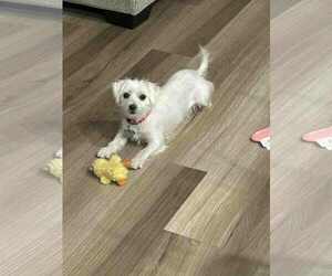 Maltese Dogs for adoption in Holly Springs, NC, USA