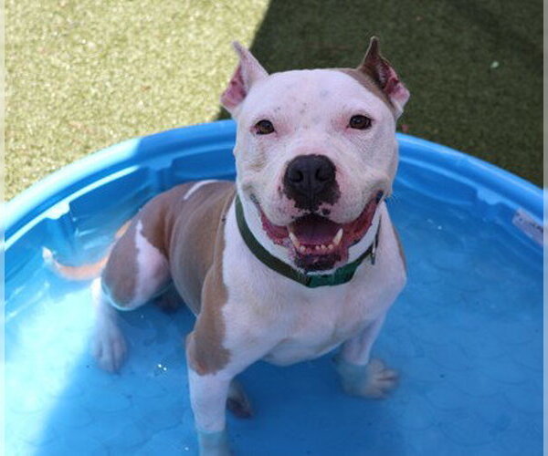 Medium Photo #4 American Pit Bull Terrier-Unknown Mix Puppy For Sale in Rockaway, NJ, USA