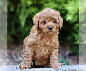 Goldendoodle (Miniature) Puppy for sale in KINZERS, PA, USA