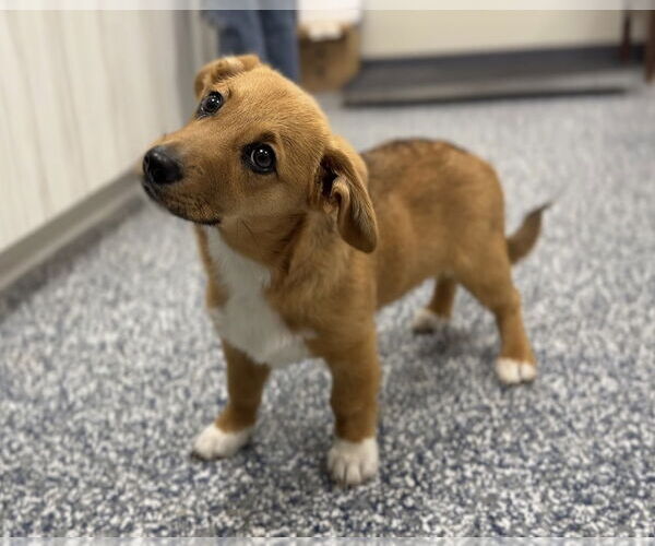 Medium Photo #2 Pembroke Welsh Corgi-Spaniel Mix Puppy For Sale in Bemidji, MN, USA