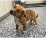Small #1 Pembroke Welsh Corgi-Spaniel Mix