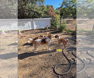 Chinese Shar-Pei-Unknown Mix Dogs for adoption in Woodland Hills, CA, USA