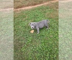 Small Photo #3 American Bully Puppy For Sale in PICKENS, SC, USA